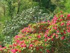 Flowering shrubs on our walk up to Plas Tan Y Bwlch house